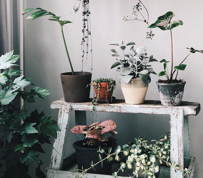 Instagramové účty pre milovníkov rastlín